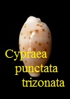 Cypraea punctata trizonata, Sowerby 1870